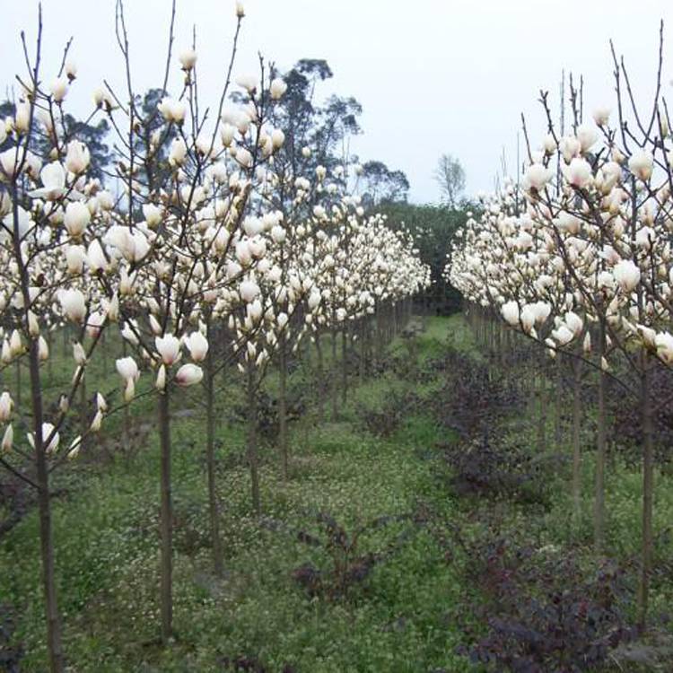 玉兰树苗专业培育基地，领航者的批发选择