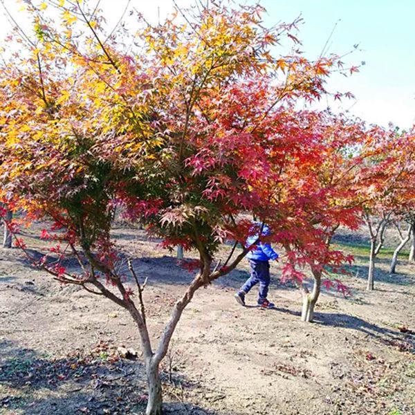 五角枫苗木基地，绿色生态的先锋培育力量