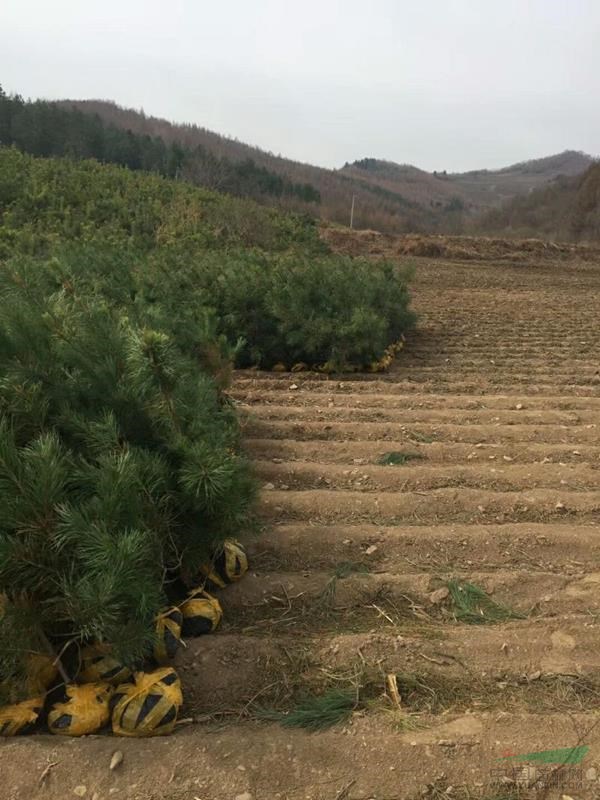 一亩地内红松种植数量的探讨，以单位面积4×4米的分析