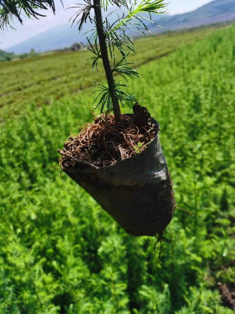 落叶松苗，自然赠礼与人工智慧的结晶