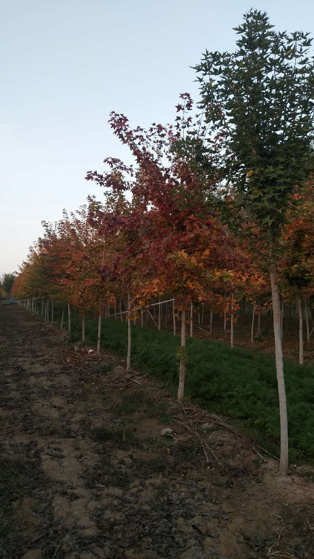 五角枫树苗销售，优质资源及种植前景解析