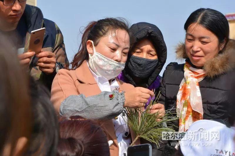 红松苗嫁接技术，生长周期解析与嫁接实践指南