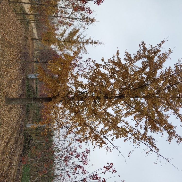 银杏树苗的形态特征及特点概述