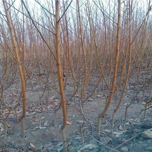 银杏树苗价格及种植要点