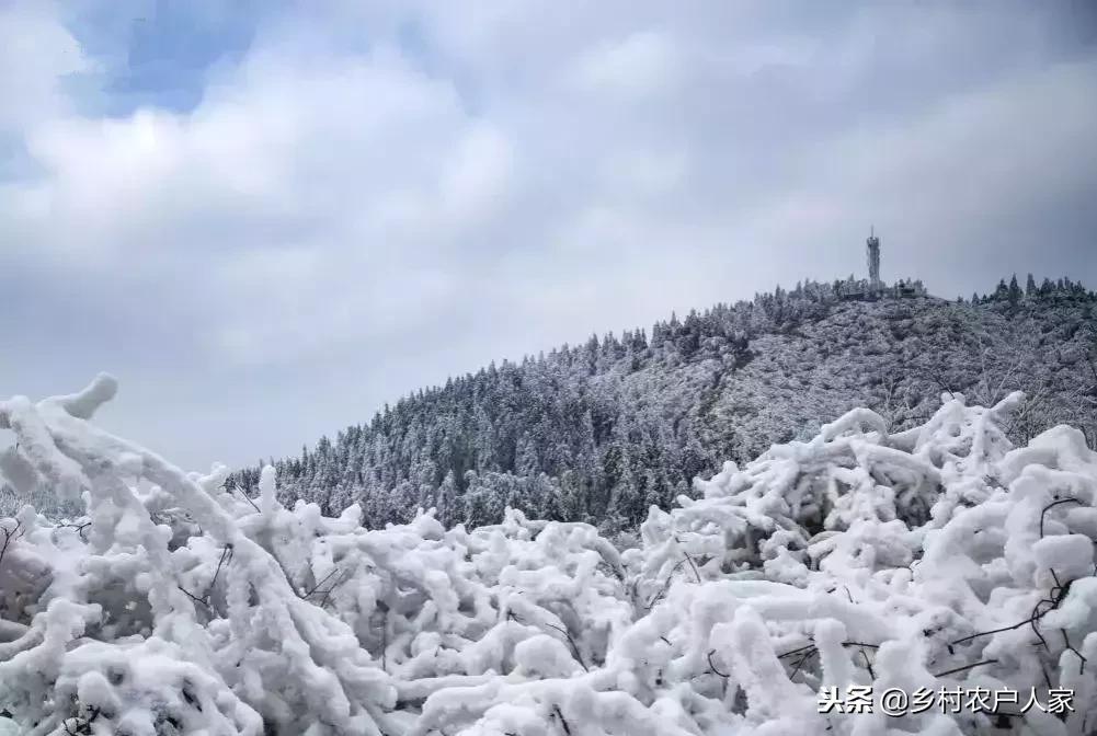 探寻中国银杏之源，银杏苗木基地的魅力与源头解析