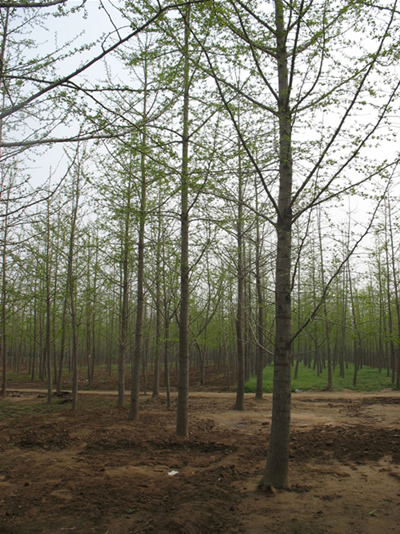 山东郯城银杏树苗基地的地理位置与重要性解析