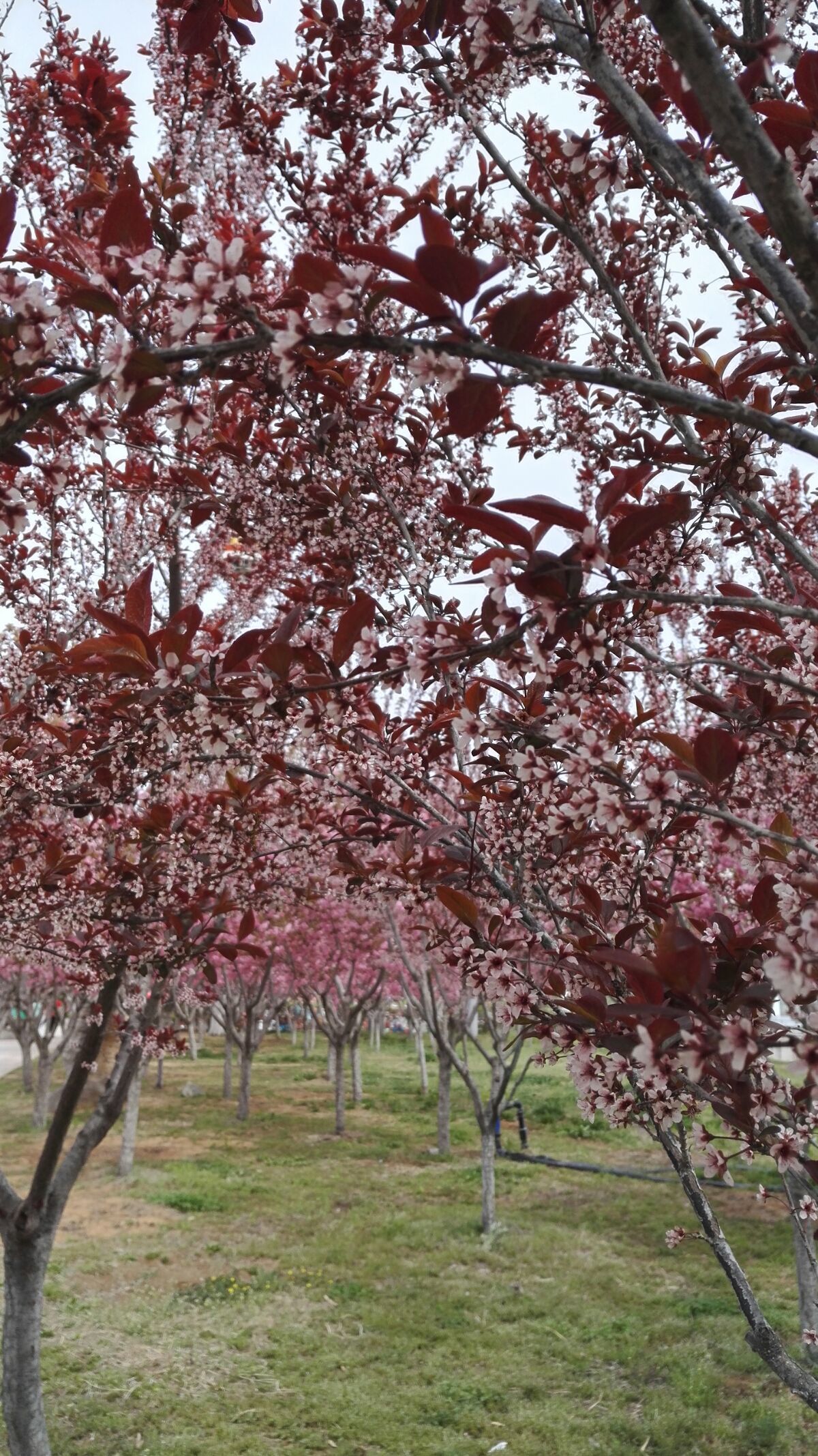 紫叶李，独特魅力与美丽风景的交织