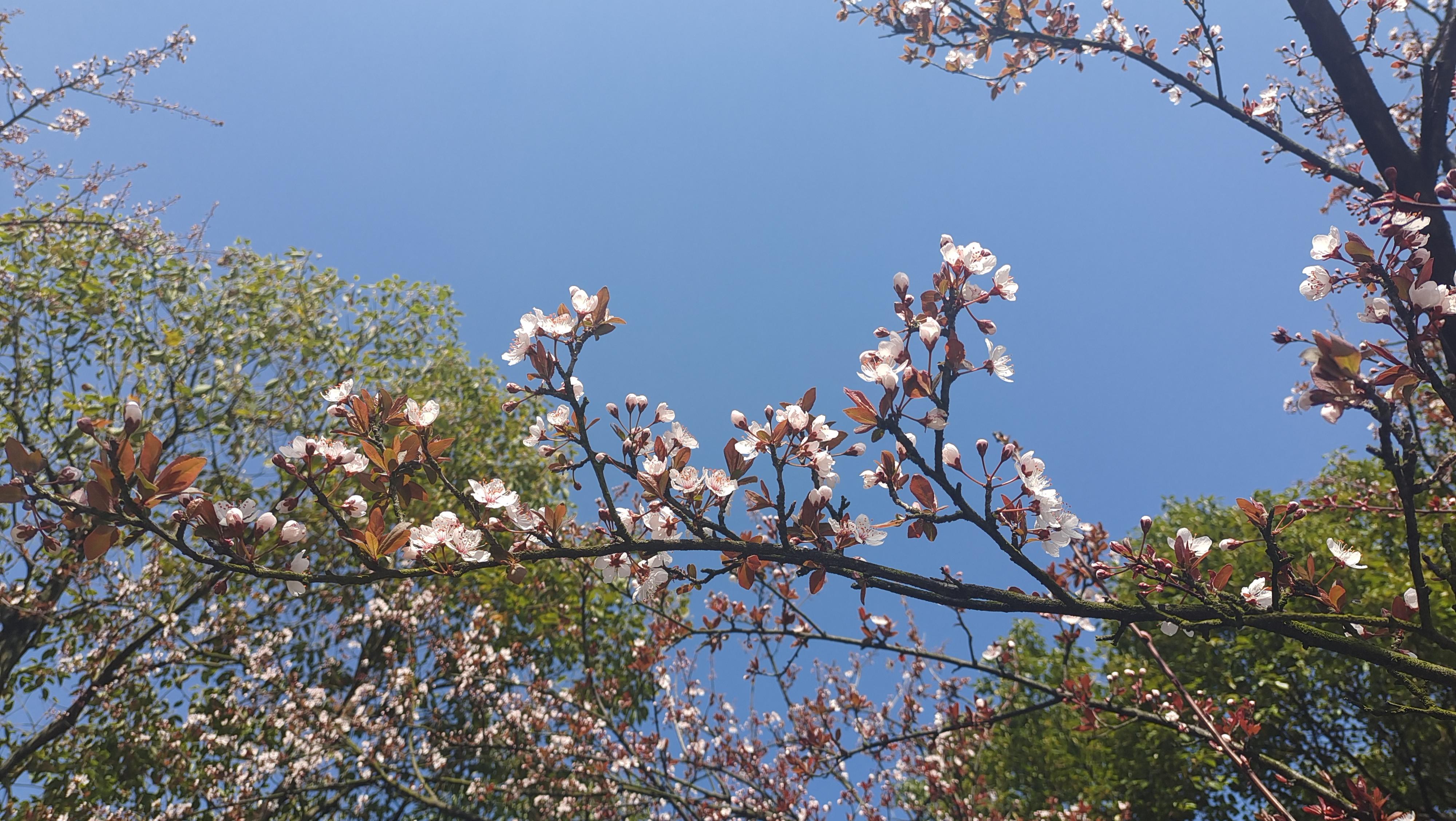 紫叶李科属植物，魅力与生态价值探究