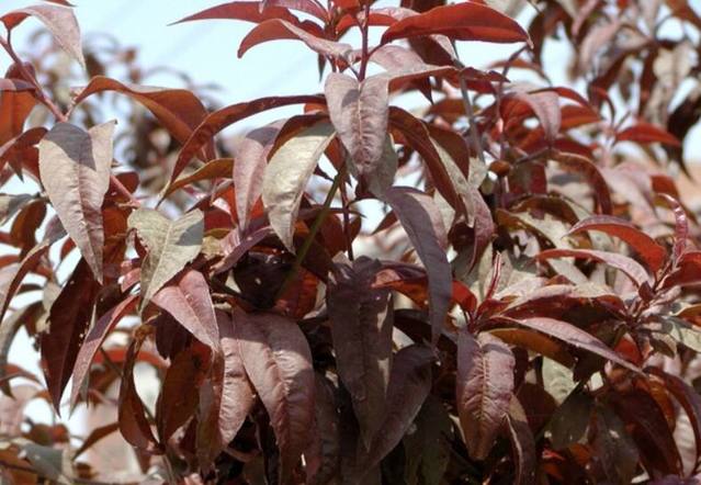 紫叶李，单叶还是复叶？植物学深度解析