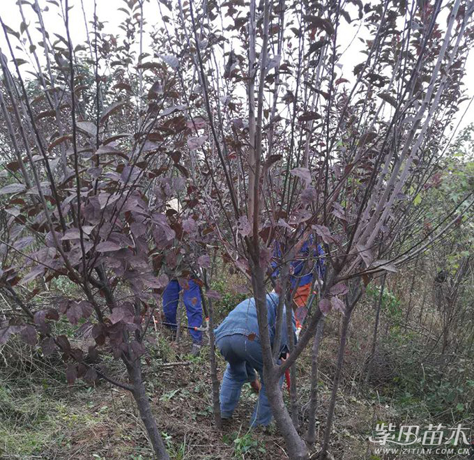 红叶李六年生长后的修剪策略探讨