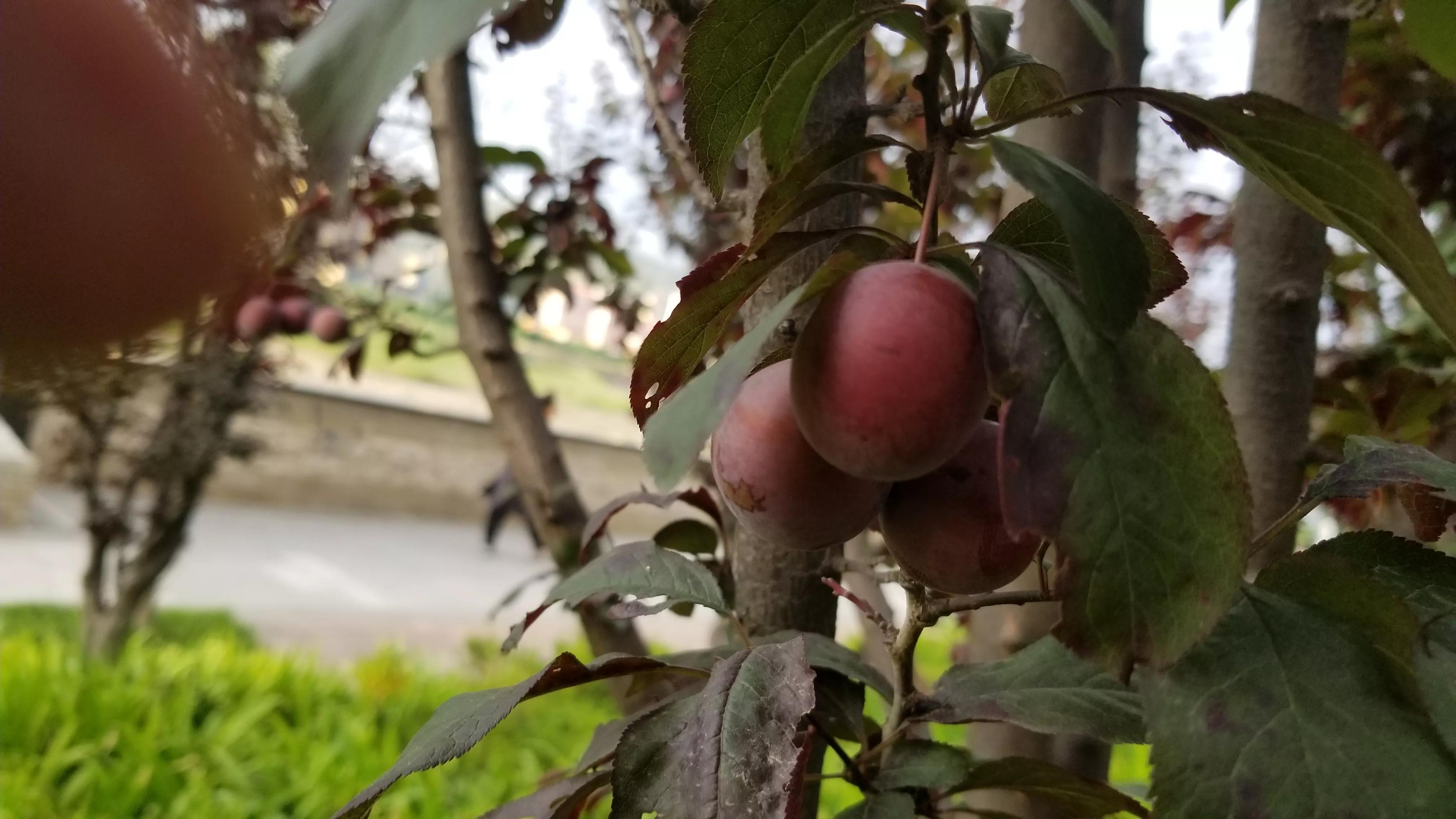 紫叶李，美丽象征与独特魅力的绽放