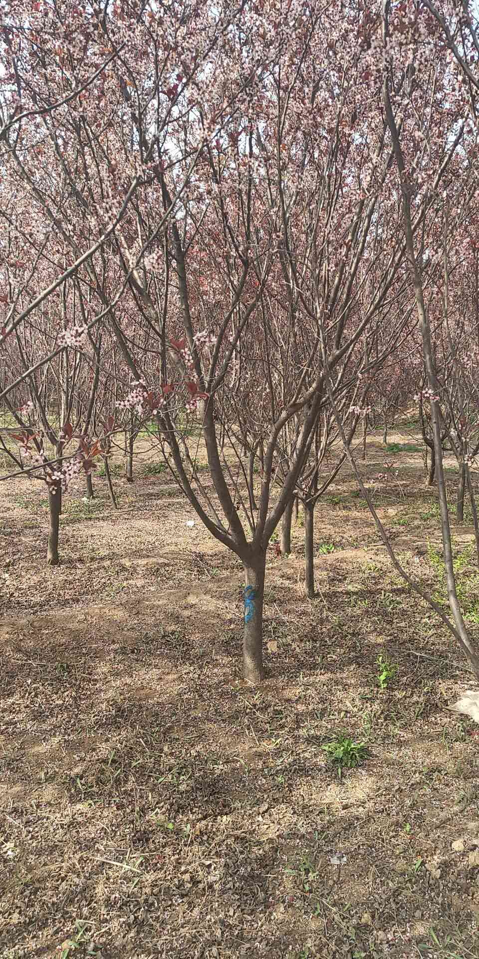 紫叶李，乔木还是灌木？探寻植物世界的奥秘