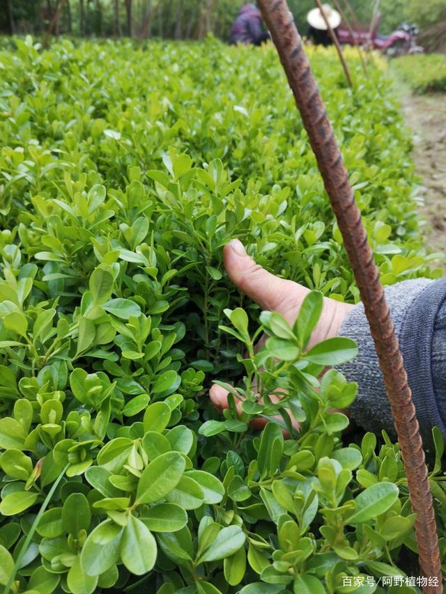 黄杨苗木除草剂选用指南