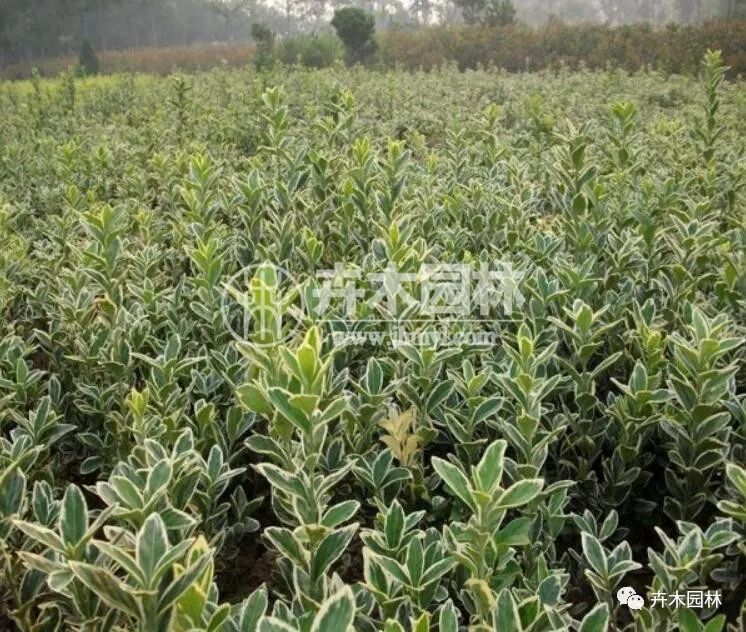 黄杨种植指南，必备要求与种植技巧