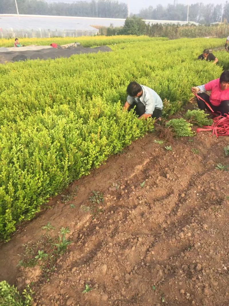 黄杨种植基地，绿色生态的繁荣起点