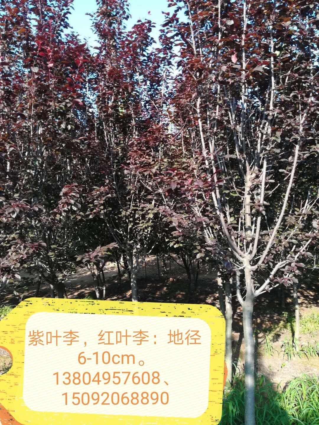 紫叶李树牌图片，魅力与背后的故事