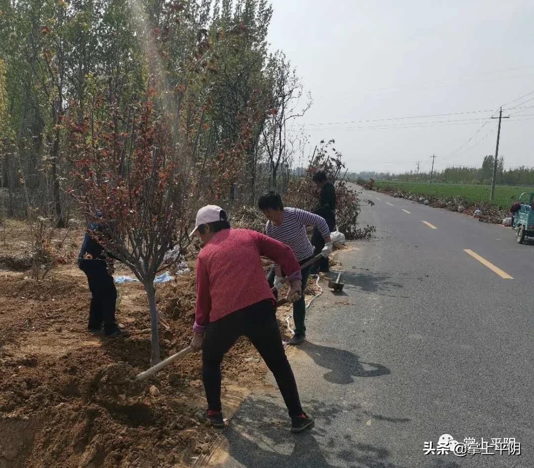 紫叶李苗木种植可行性区域探讨