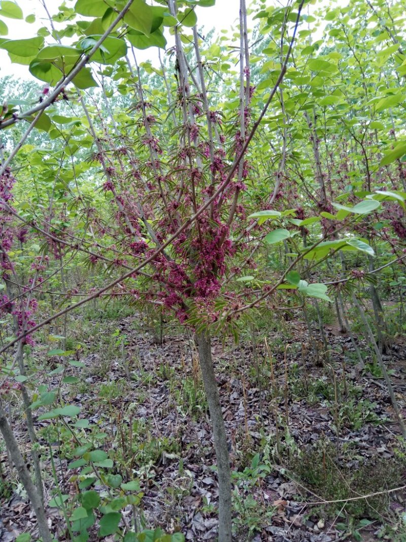 紫荆苗木规格及其应用概览