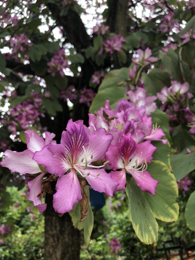 香港紫荆花树，美丽与价值的完美交织及图片大全标题供参考，香港紫荆花树——美丽与价值并存，图片及价格一览