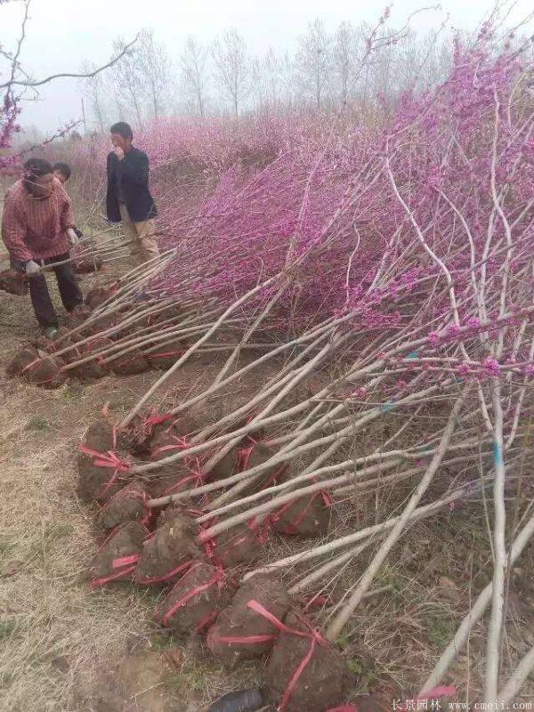 紫荆树规格及其应用探讨研究