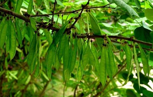 紫荆花种子价格解析，影响因素深度探讨