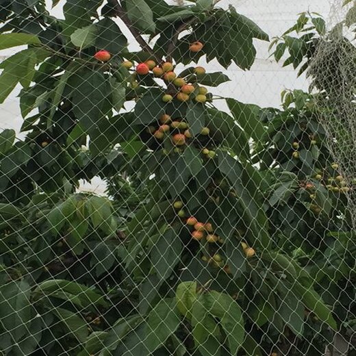 紫荆树苗的种植与管理技巧