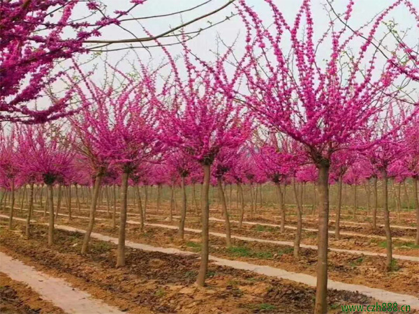 紫荆树基地，生态繁荣与绿色发展的典范