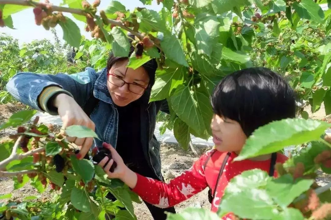 探寻柏子香最佳采摘时间，揭秘香气之谜