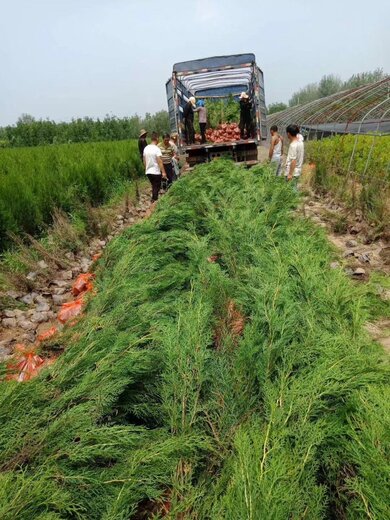 柏树苗价格分析，市场现状、趋势预测及高度为80公分的价格探讨