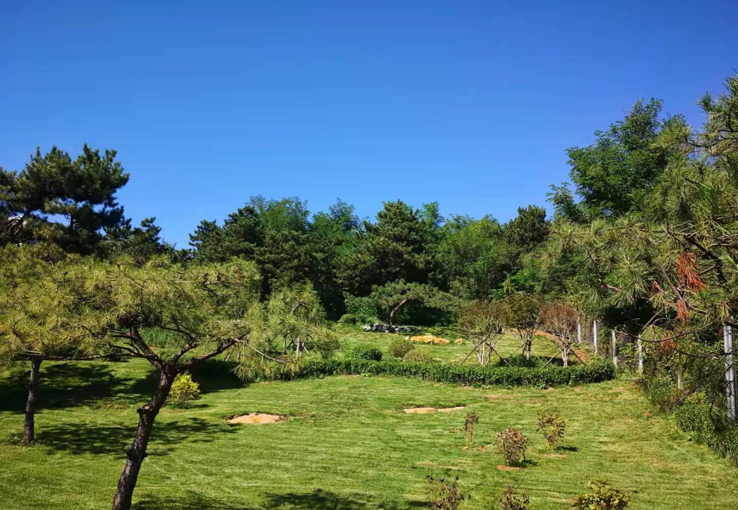 北京绿植批发进货渠道深度解析