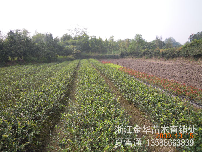 浙江最大苗木基地，生态繁荣与绿色经济的交汇枢纽