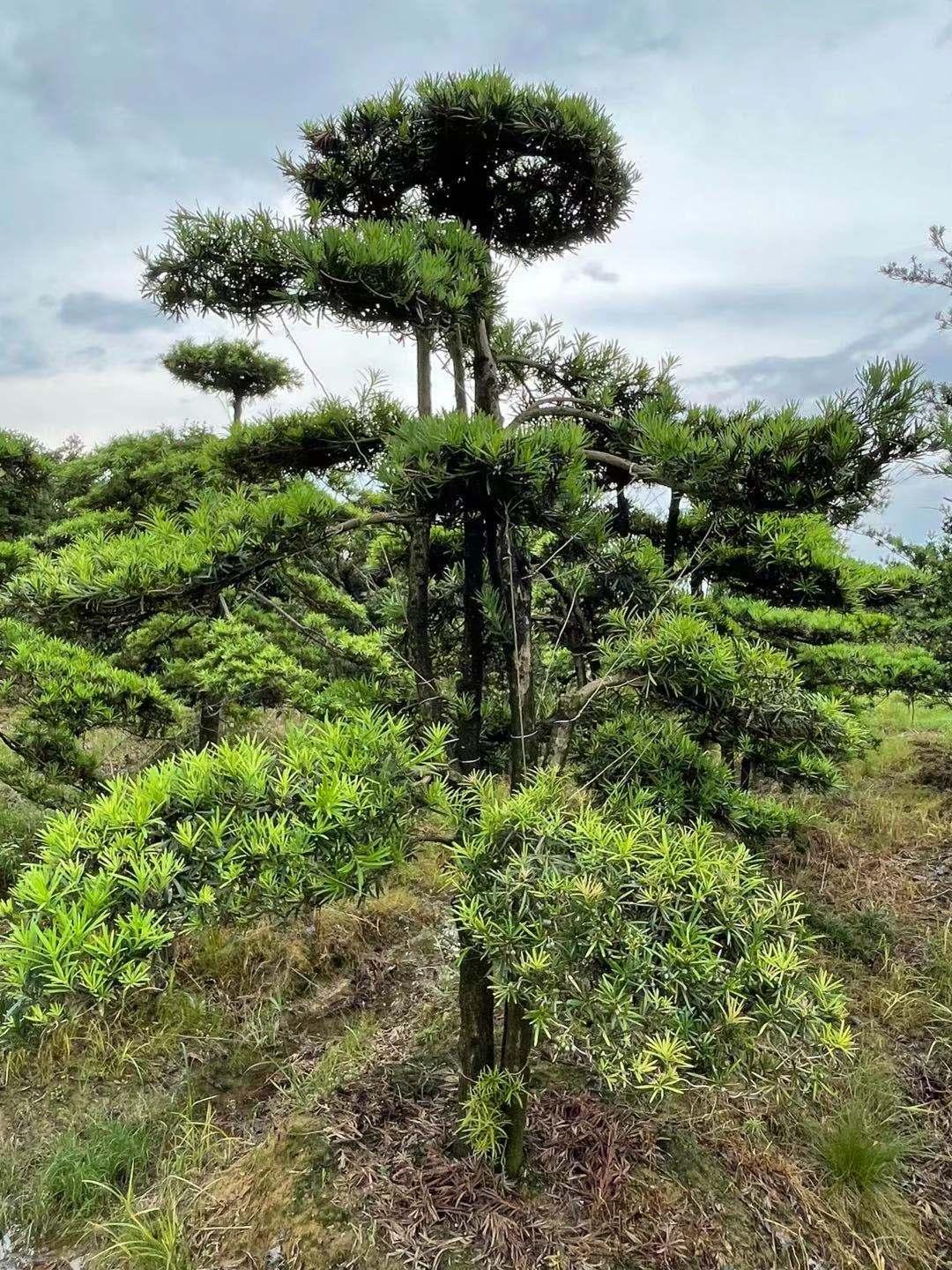 浙江省苗木批发市场蓬勃发展繁荣景象