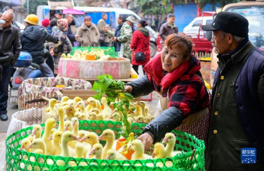 金华澧浦镇苗木市场，绿意事业与生态经济的繁荣之地