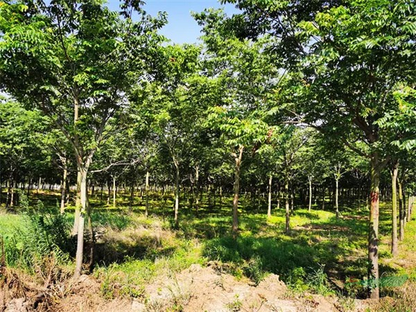 浙江苗木基地数量与分布探秘，揭秘浙江哪里苗木基地最密集