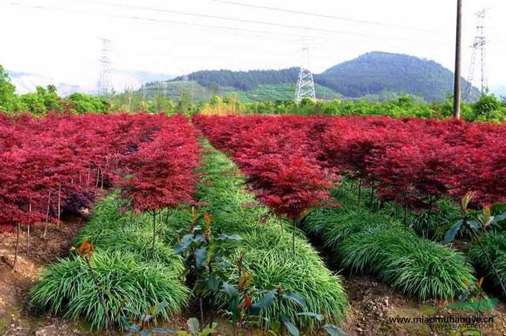 浙江苗木，繁茂品质之选