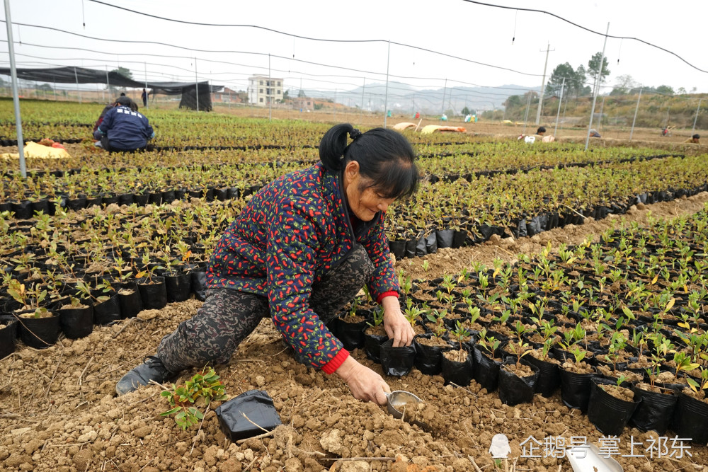 浙江大型苗圃基地，生态繁荣与绿色发展的动力之源