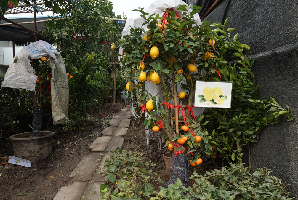 浙江省金华市花木大市场，生态繁荣与产业共舞新篇章