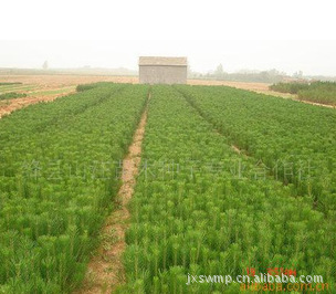 山东繁荣树苗批发基地，绿意繁盛之源