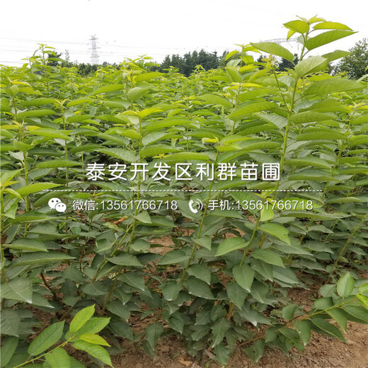 山东优质树苗源头探寻，树苗批发基地概览