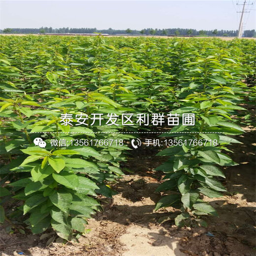 山东树苗批发市场价格动态及趋势解析