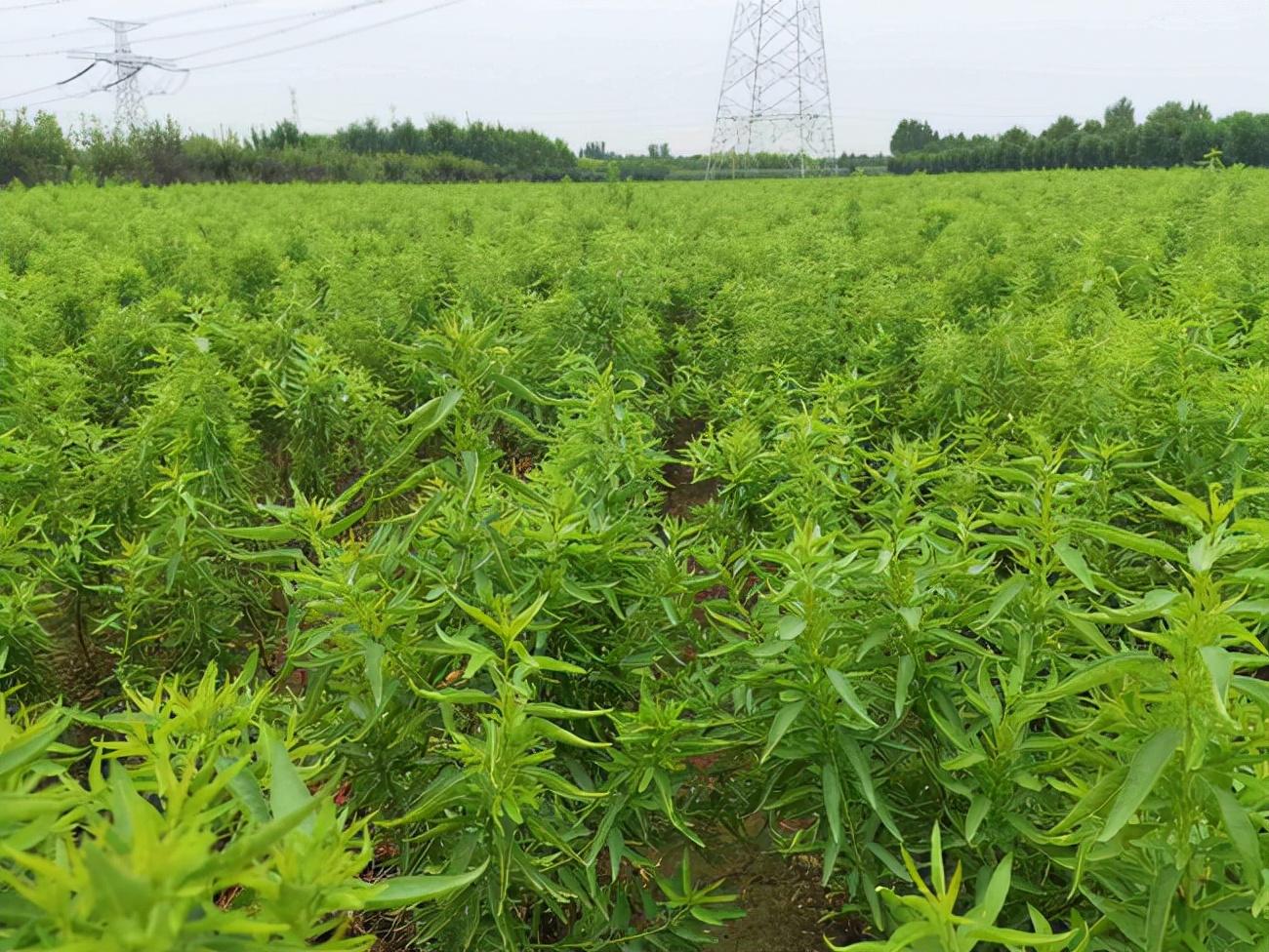 山东繁茂之树，生命与文化的永恒象征