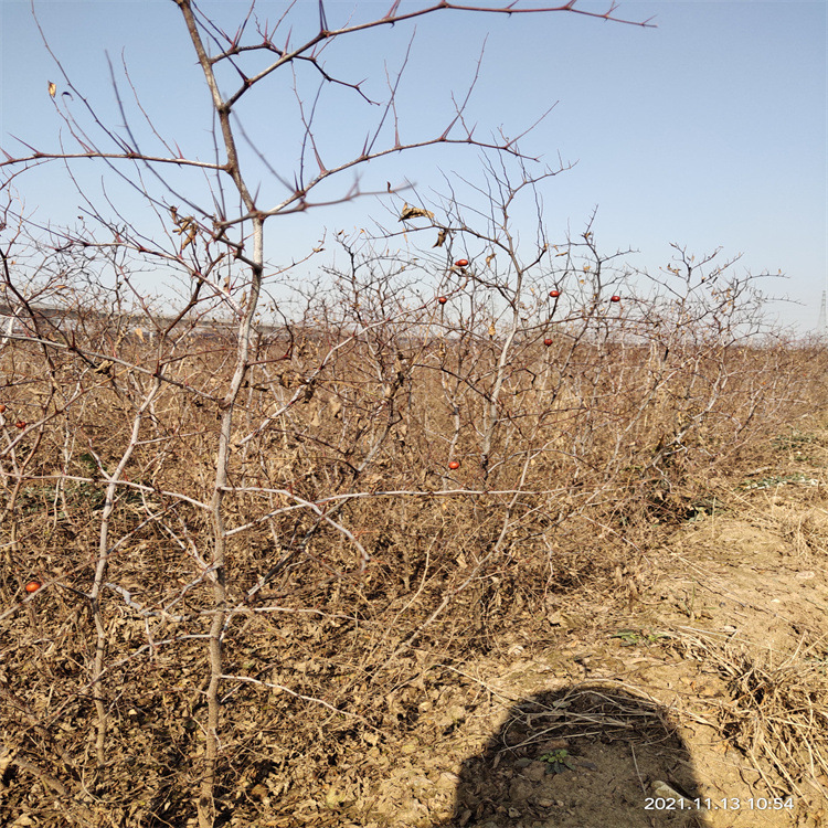 山东酸枣树苗批发基地电话，一站式采购，满足您的树苗需求