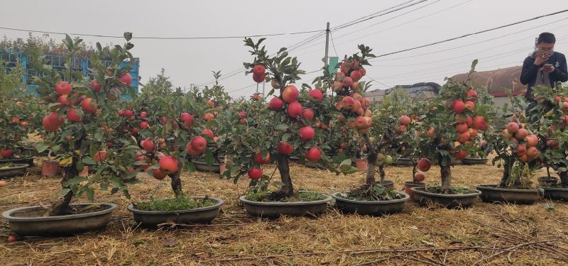 山东果树批发基地，繁荣果业之源泉