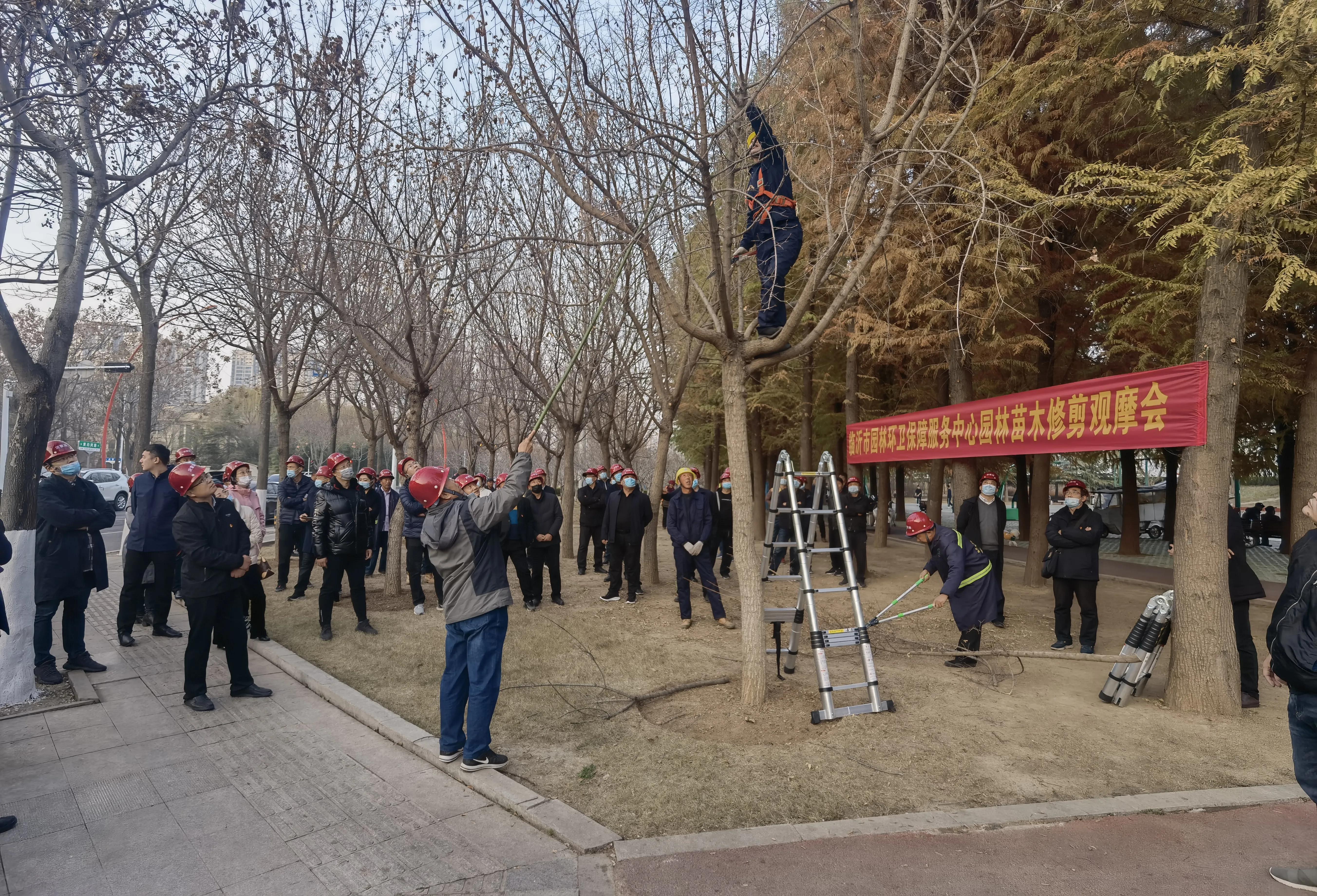 山东临沂最大苗木市场，繁荣生态产业的驱动力