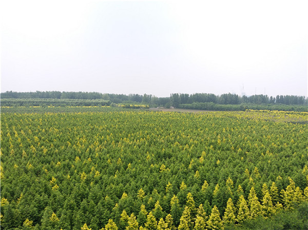 山东树苗批发厂家大全，地址概览与选购指南