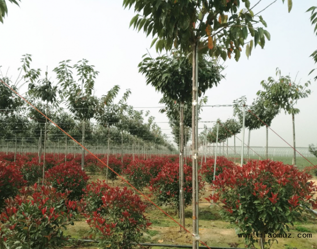 山东果树苗木培育基地，繁荣果树生命的源泉