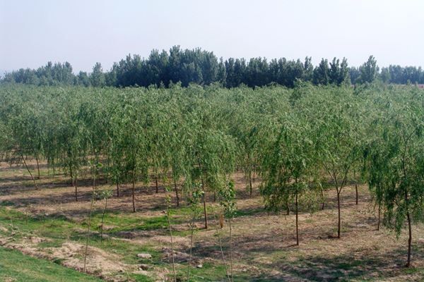 山东苗木市场，生态繁荣与产业共赢的交汇点