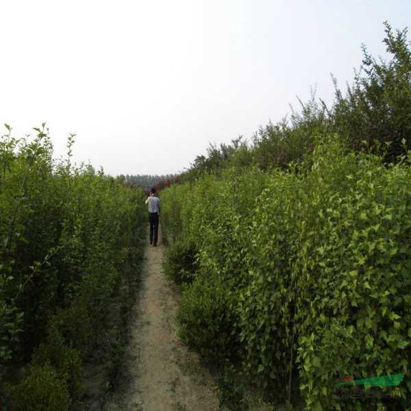 江苏苗木，生态繁荣与产业潜力展望