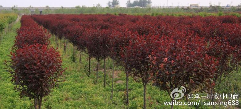 陕西大型苗圃基地，培育绿色未来，繁荣生态之梦