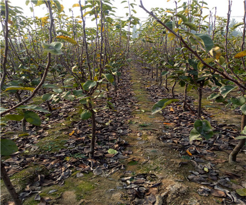 陕西大型苗木花树基地的地理位置与重要性解析